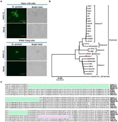 Generation of an infectious cDNA clone for NADC30-like PRRSV